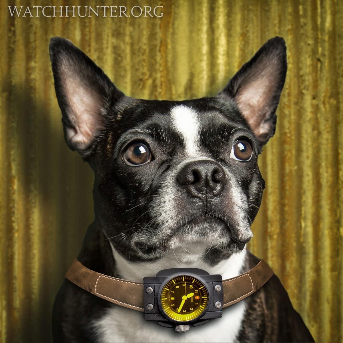 WATCH DOG GALLERY:  Zack the Boston Terrier Wearing a Mystery Swiss Army Watch with a Yellow Crystal