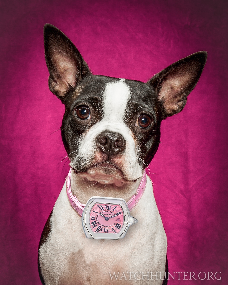 WATCH DOG GALLERY: Zoey the Boston Terrier Wearing a Cartier Roadster Pink Lady Watch