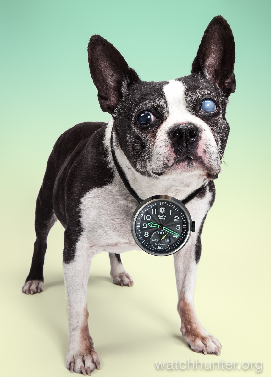 Buddy Luv the Boston Terrier doing his best Flavor Flav impression
